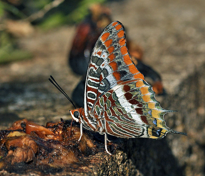 Ostruhák hnědý jižní Charaxes jasius