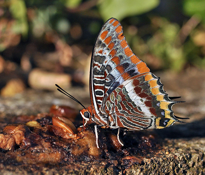 Pacha deux queues Charaxes jasius