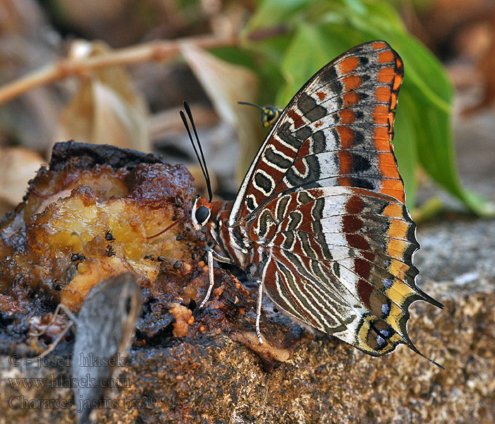 Bajá Ninfa corbezzolo Charaxes jasius