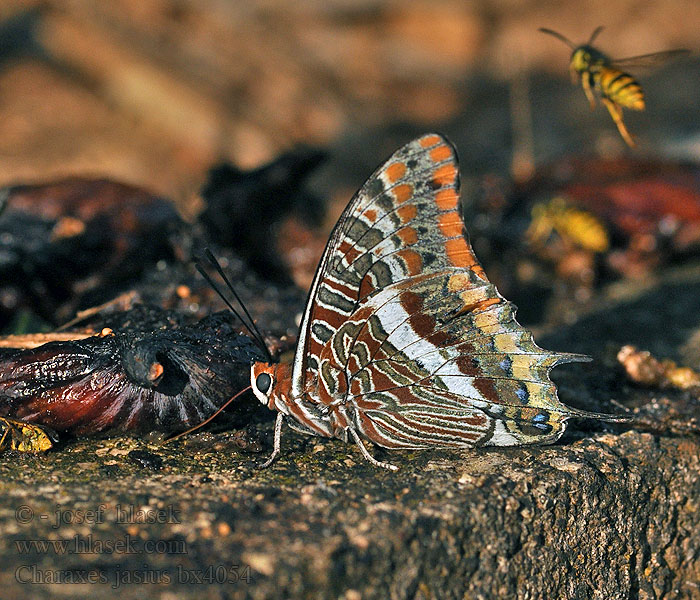 Pasje Piękniś sułtanek Харксес язиус Charaxes jasius