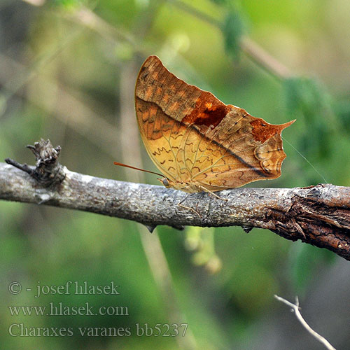 Charaxes varanes Pearl Charaxes 