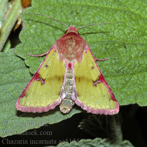 Chazaria incarnata Совка воплощённая