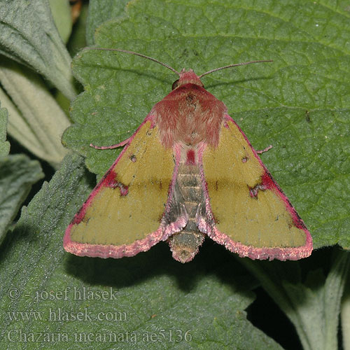 Chazaria incarnata Совка воплощённая