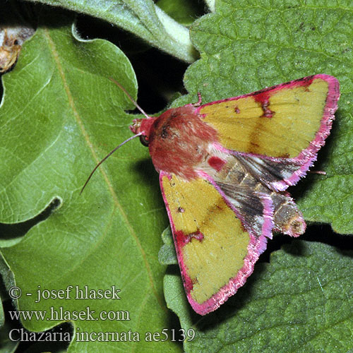 Chazaria incarnata Совка воплощённая