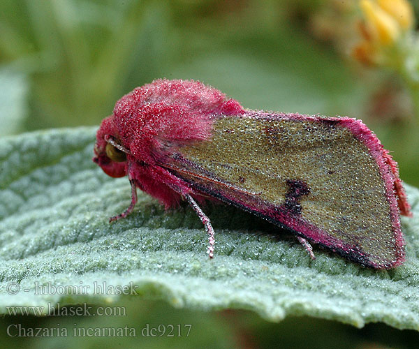 Chazaria incarnata Совка воплощённая