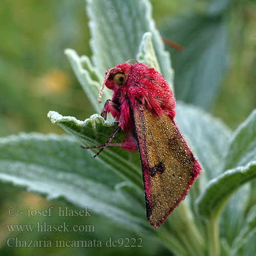 Совка воплощённая Chazaria incarnata