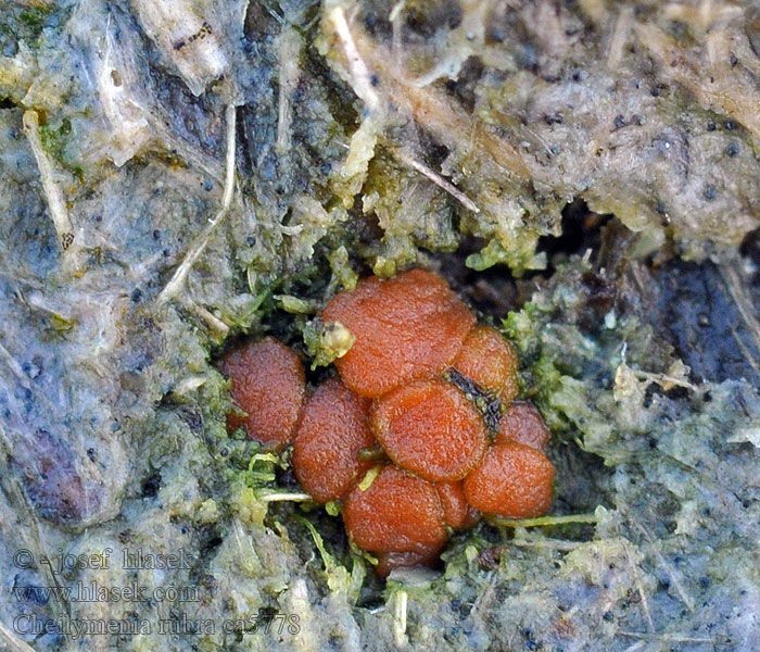 Cheilymenia rubra Scutellinia Rode borstelbekertje