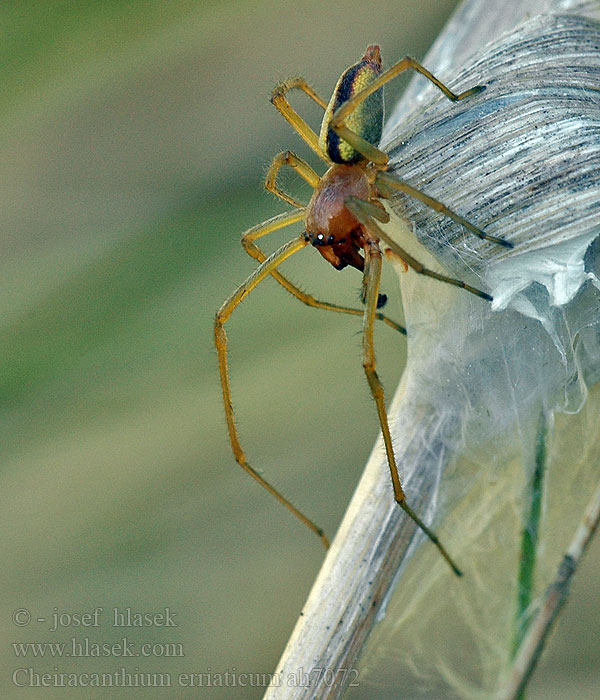 Cheiracanthium erraticum Kolczak trawny Heidezakspin