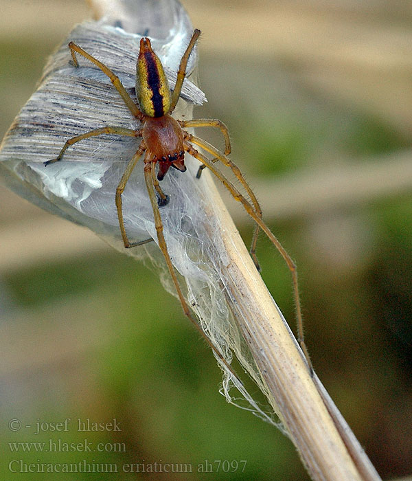 Cheiracanthium erraticum Bandsporrspindel Almindelig pighånd