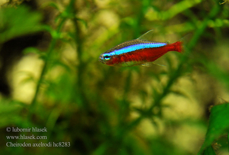 Cheirodon axelrodi Paracheirodon Hyphessobrycon cardinalis Neonka červená pravá Tetra neonová Cardinal Tetra Cardinalis Roter Neon Neon czerwony كاردينال تترا Kardinal tetra Kardinaalitetra カージナルテトラ Raudonasis neonas Tetra-cardeal Красный неон Kardinaltetra ปลาคาร์ดินัล Неон червоний 宝莲灯鱼