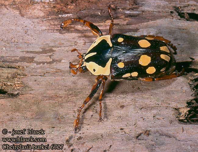 Cheirolasia burkei 6727