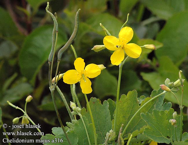 Chelidonium majus Greater celandine Svaleurt Keltamo Chélidoine