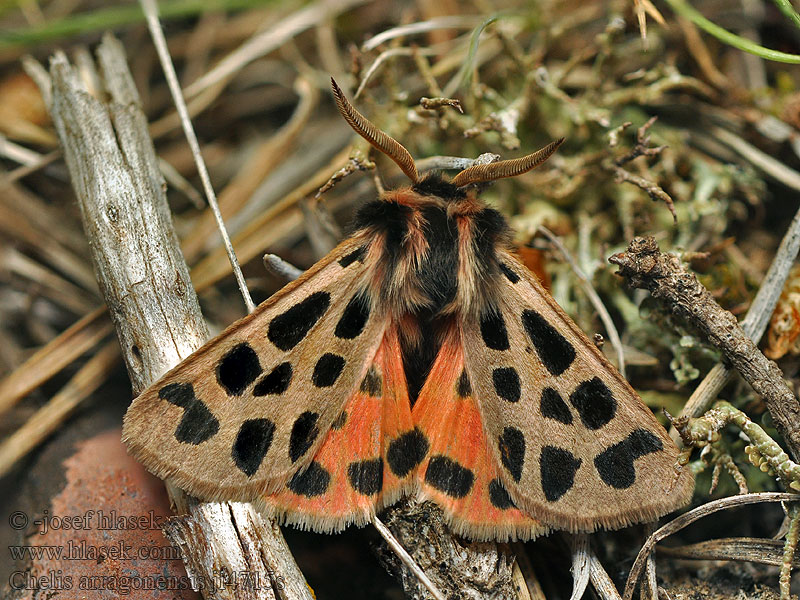 Chelis arragonensis