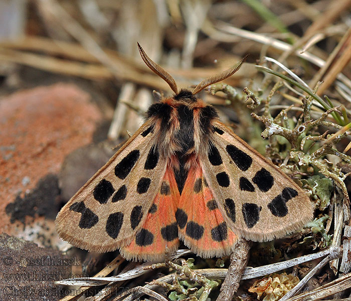 Chelis arragonensis