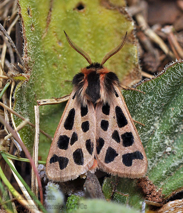 Chelis arragonensis