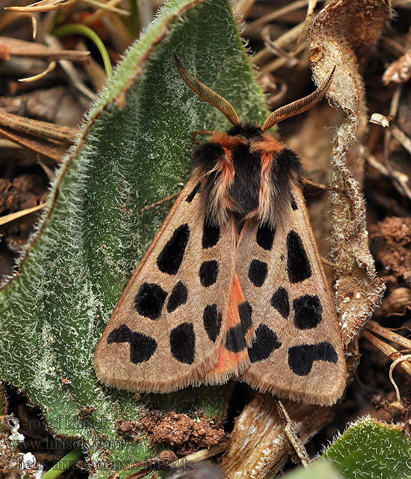 Chelis arragonensis