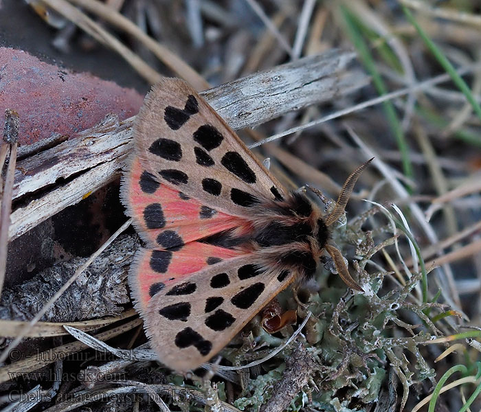 Chelis arragonensis