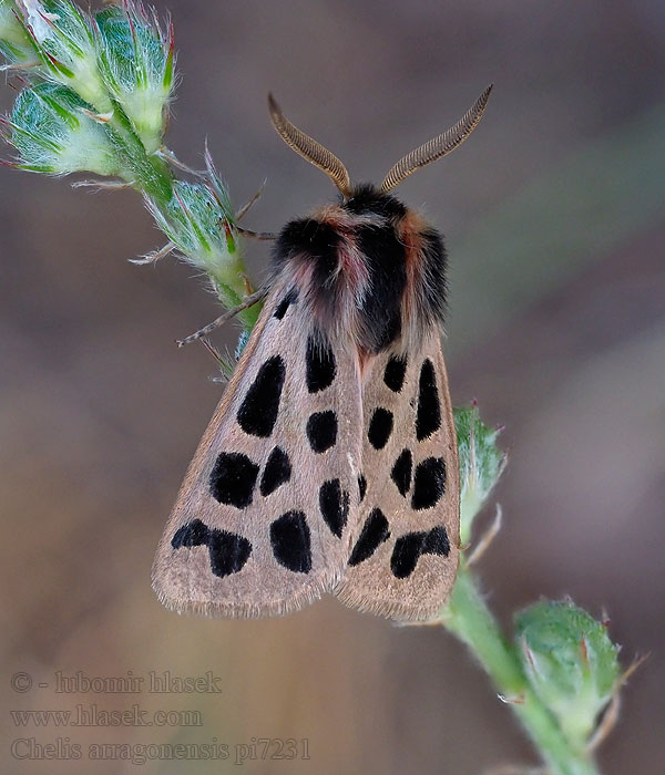 Chelis arragonensis