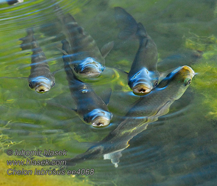 Chelon labrosus Thicklip grey mullet Cípal pyskatý