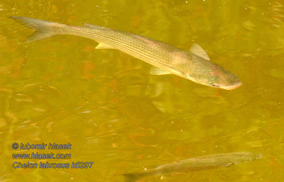 Chelon labrosus Tykkleppet multe 粗唇龜鯔 Muble Lisa Cefalo Bosega