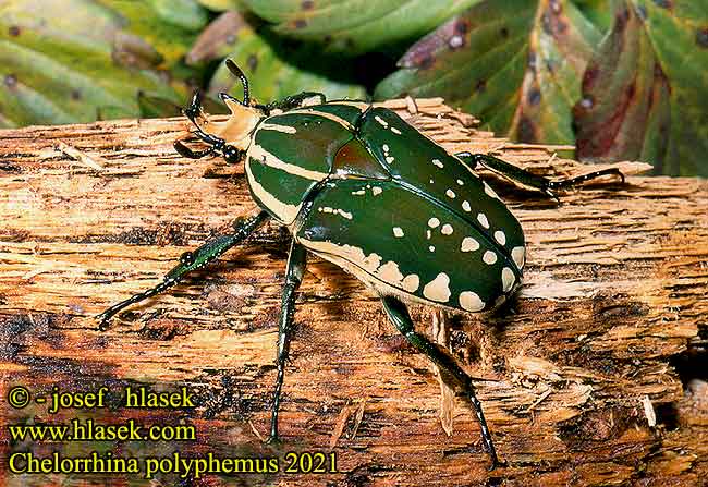 Chelorrhina polyphemus 2021