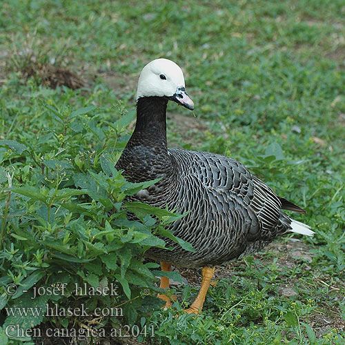 Chen canagica Emperor Goose Ganso Emperador Ansar Kejsergås Császárlúd Kaisergans Белошей Husa císařská Beringinhanhi Oie empereur Oca imperatrice ミカドガン Keizergans Snieżyca cesarska Kejsargås Bering Kazı Keisergås 흰머리기러기 אווז מלכותי