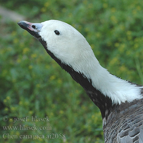 Oie empereur Oca imperatrice ミカドガン Keizergans Snieżyca cesarska Kejsargås Bering Kazı Keisergås 흰머리기러기 אווז מלכותי Chen canagica Emperor Goose Ganso Emperador Ansar Kejsergås Császárlúd Kaisergans Белошей Husa císařská Beringinhanhi