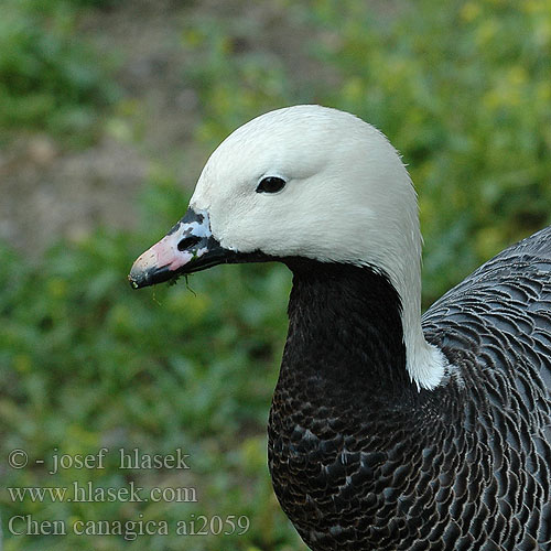 Kejsargås Bering Kazı Keisergås 흰머리기러기 אווז מלכותי Chen canagica Emperor Goose Ganso Emperador Ansar Kejsergås Császárlúd Kaisergans Белошей Husa císařská Beringinhanhi Oie empereur Oca imperatrice ミカドガン Keizergans Snieżyca cesarska