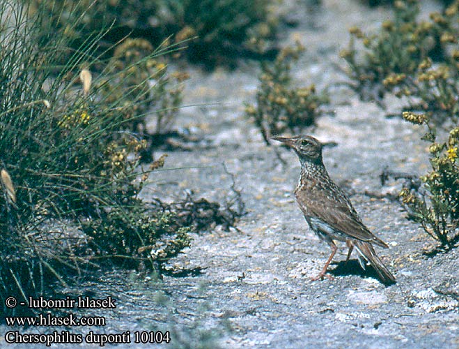 Chersophilus duponti Dupont's Lark Dupontlerche Dupont Lerche Sirli Dupont Alondra Dupont Ricotí Alosa becuda Skřivan dupontův Duponts Lærke Duponts Leeuwerik Kaitanokkakiuru Allodola Dupont Nattlerke Smalnäbbad lärka Dupontlärka Χερσόφιλος Calhandra Dupont デュボンヒバリ Skowronczyk sierpodzioby Alwetta tad-Deżert Dupontov škrjane sredozemski Dupont Toygarı Kafesli Toygar