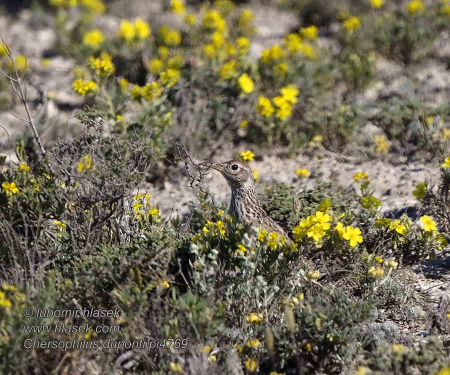 Chersophilus duponti Dupont's Lark Dupontlerche Dupont Lerche Sirli Dupont Alondra Dupont Ricotí Alosa becuda Skřivan dupontův