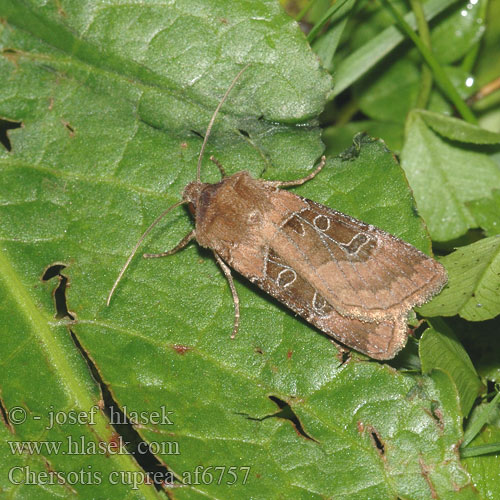 Chersotis cuprea af6757