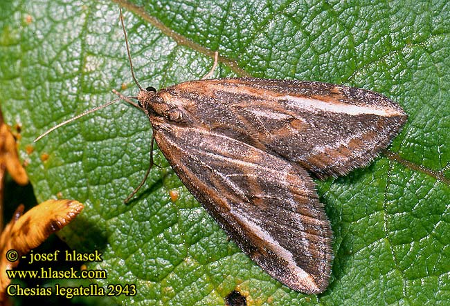 Chesias legatella Streak Besenginster-Silberstreifenspanner