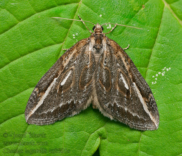 Streak Chesias legatella