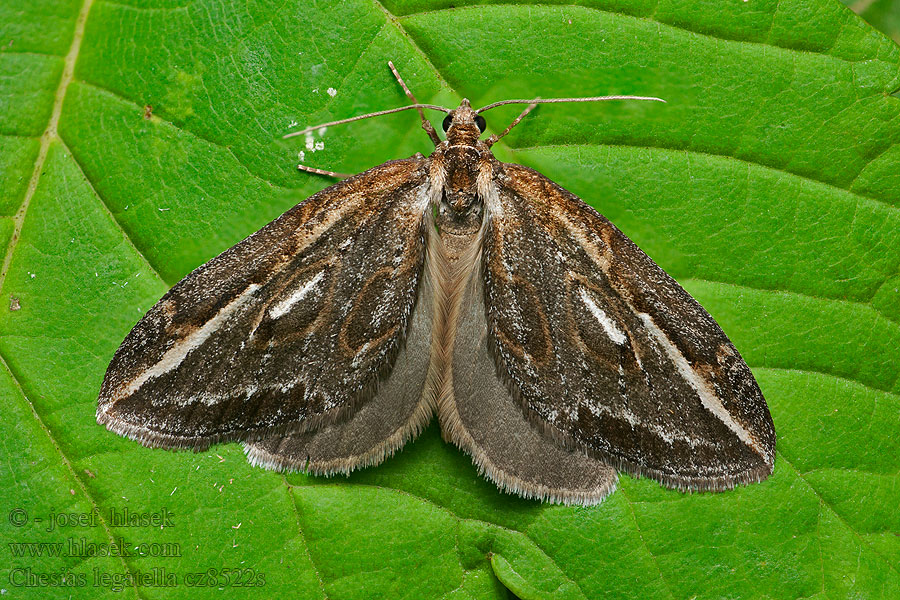 Besenginster-Silberstreifenspanner Chesias legatella