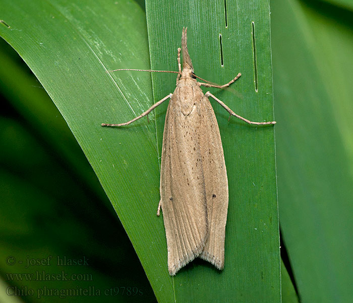 Wachlarzyk trzciniaczek Chilo phragmitella