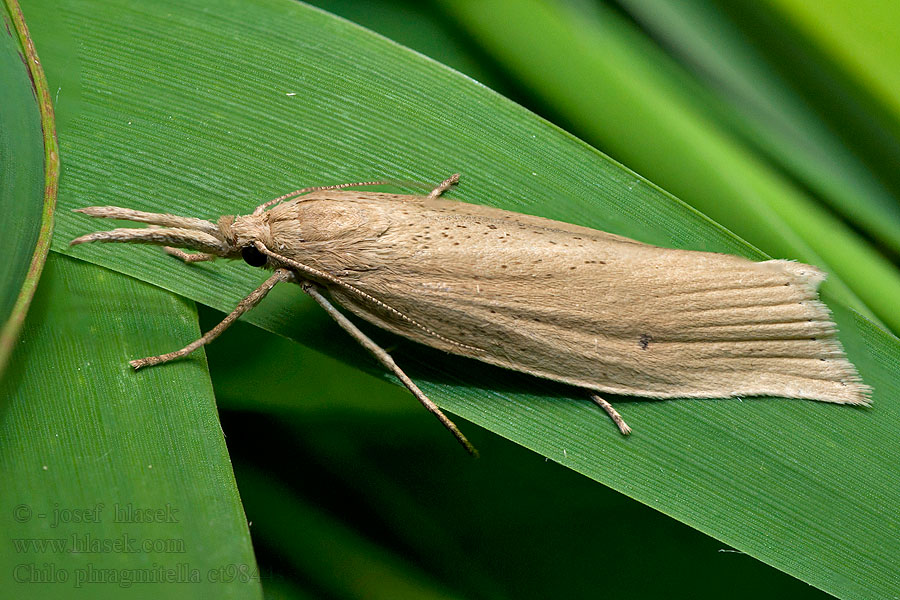 Ruokoheinäkoisa Takrørnebbmott Chilo phragmitella