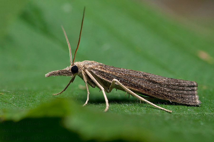 Chilo phragmitella