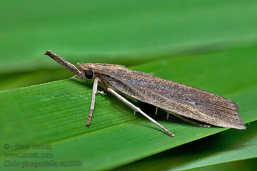 Chilo phragmitella