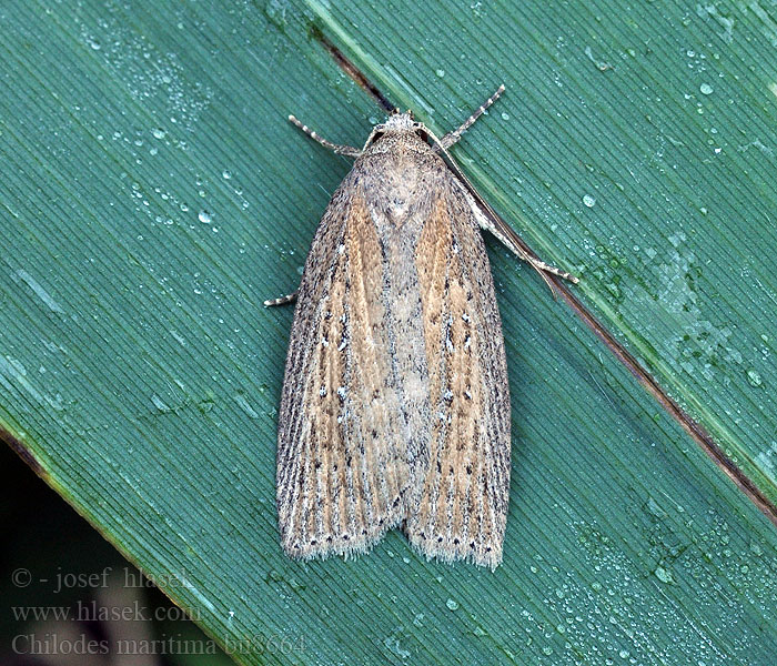 Chilodes maritima Schmalflügelige Schilfeule Silky Wainscot