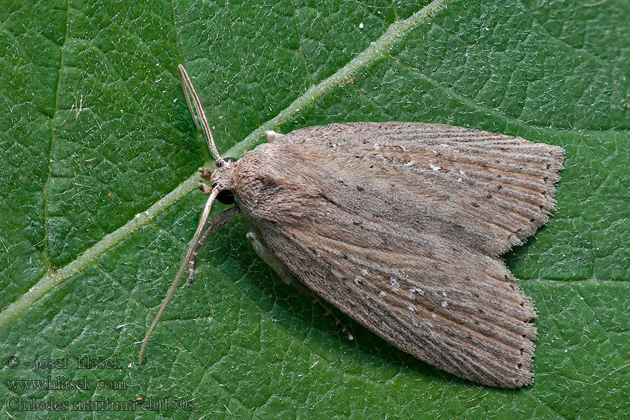 Rákosnice proměnlivá Chilodes maritima