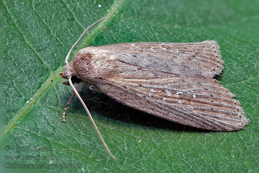 Rákosnice proměnlivá Chilodes maritima