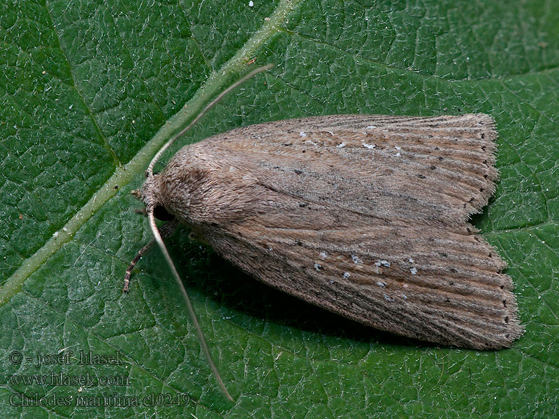 Chilodes maritima