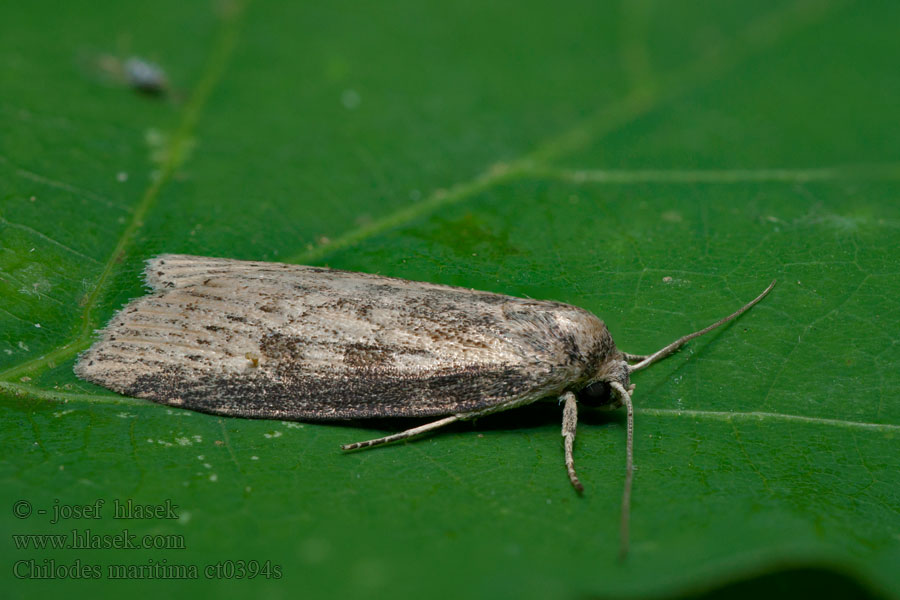 Chilodes maritima