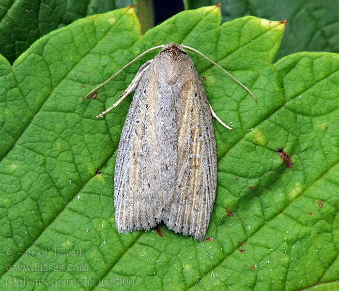 Chilodes maritima Nonagrie Phragmite Совка приморская