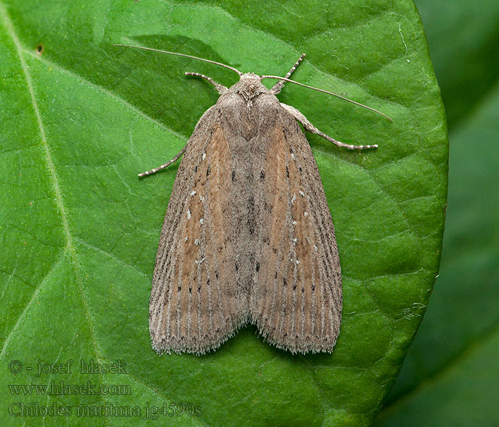 Nonagrie Phragmite Совка приморская Chilodes maritima