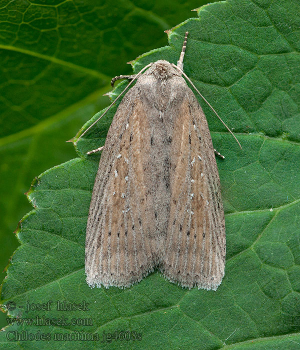 Schmalflügelige Schilfeule Silky Wainscot Chilodes maritima