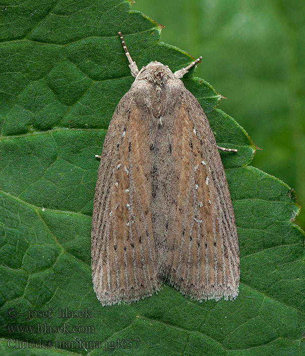 Rákosnice proměnlivá Chilodes maritima