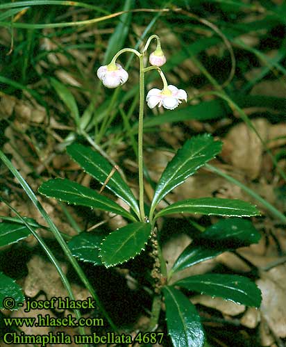 Chimaphila umbellata Umbellate wintergreen Bittergronn Sarjatalvikki