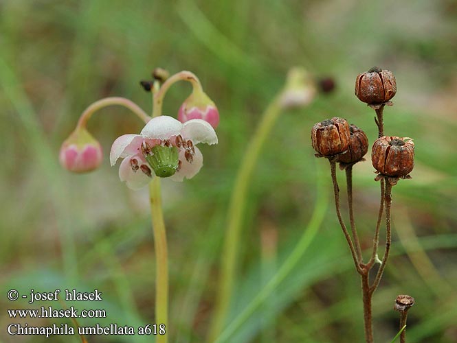 Chimaphila umbellata Chimaphile Ombelles Pipsissewa Chimafila