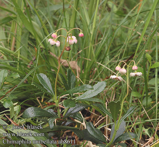 Chimaphila umbellata Ernyőskörtike Dolden-Winterlieb Pomocnik baldaszkowy